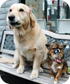 受付犬のサクラちゃん（ゴールデンレトリーバー）とうずらくん（チワワ）